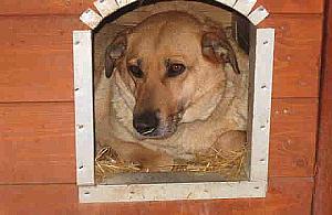 Co dalej z psim Azylem w Falenicy?