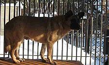 Co dalej z psim Azylem w Falenicy?