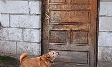 Co dalej z psim Azylem w Falenicy?