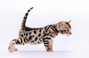 Gratka dla kotomaniaków