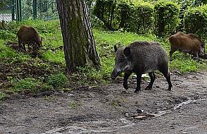 Ulica Juhasów - jak nie drgania, to dziki