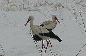 Trzeba dokarmiać bociany na Zaułku