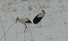 Trzeba dokarmiać bociany na Zaułku