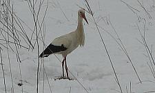 Trzeba dokarmiać bociany na Zaułku