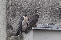 Kto widział sokoły na Rudzie?