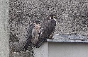 Kto widział sokoły na Rudzie?