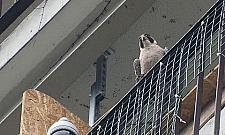 Kto widział sokoły na Rudzie?