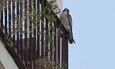 Kto widział sokoły na Rudzie?