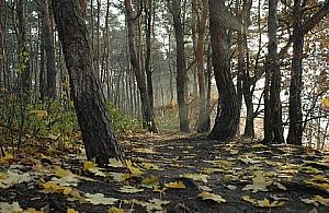 Wystawa w galerii handlowej. Polskich lasów nie ubywa