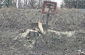 Czystka na Kobiałce - wycinają wszystkie drzewa