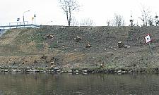 Czystka na Kobiałce - wycinają wszystkie drzewa