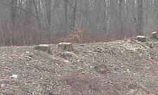 Czystka na Kobiałce - wycinają wszystkie drzewa