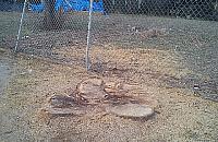 Miał być pomnik przyrody - został pień