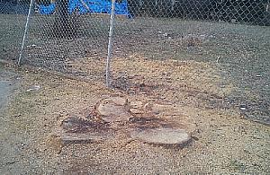 Miał być pomnik przyrody - został pień