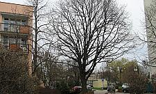 Nowe pomniki przyrody na Bemowie