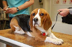 Wysterylizuj pupila - za półdarmo