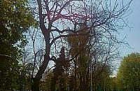 Kochanowskiego: trzeba wyciąć to drzewo