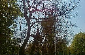 Kochanowskiego: trzeba wyciąć to drzewo