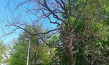 Kochanowskiego: trzeba wyciąć to drzewo