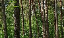 Nowe atrakcje w Puszczy Kampinoskiej