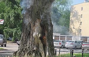 Drzewo gorejące na Wrzecionie