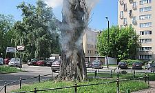 Drzewo gorejące na Wrzecionie