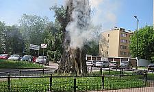 Drzewo gorejące na Wrzecionie