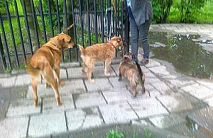 Wybiegi dla psów nie zdają egzaminu?