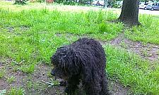 Wybiegi dla psów nie zdają egzaminu?