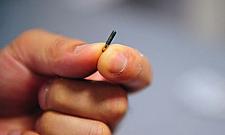 Chipowanie albo obroża z danymi. Straż miejska kontroluje psy