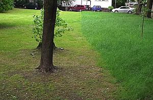 Koszenie trawników: Nie rusz, co nie twoje!