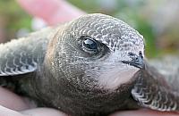 Białołęka zaprasza ptakolubów na piknik