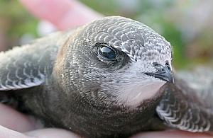 Białołęka zaprasza ptakolubów na piknik