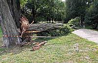 Topole - ozdoba czy postrach warszawskich skwerów?