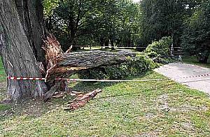 Topole - ozdoba czy postrach warszawskich skwerów?