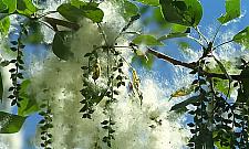 Topole - ozdoba czy postrach warszawskich skwerów?