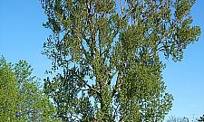 Topole - ozdoba czy postrach warszawskich skwerów?