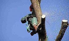 Topole - ozdoba czy postrach warszawskich skwerów?