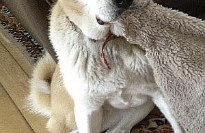 A to ambaras! Zaginął pies na Ambaras!