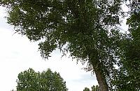 Ta topola może runąć na plac zabaw!
