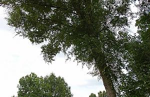 Ta topola może runąć na plac zabaw!