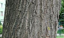 Ta topola może runąć na plac zabaw!