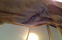 Dzik zaatakował mężczyznę z psem