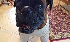 Dzik zaatakował mężczyznę z psem