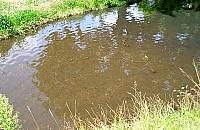 Zapuszczony Potok Bielański. Kto się wreszcie nim zajmie?