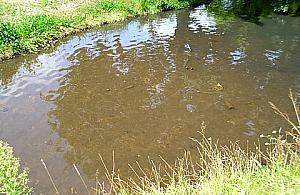 Zapuszczony Potok Bielański. Kto się wreszcie nim zajmie?