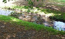 Zapuszczony Potok Bielański. Kto się wreszcie nim zajmie?