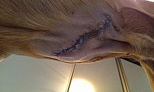 Ofensywa na dzika: mieszkańcy opowiadają zadziwiające historie