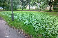 Burza na Bródnie: donośne NIE dla parkingu