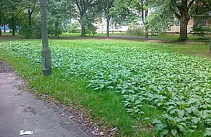 Burza na Bródnie: donośne NIE dla parkingu